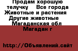 Продам хорошую телучку. - Все города Животные и растения » Другие животные   . Магаданская обл.,Магадан г.